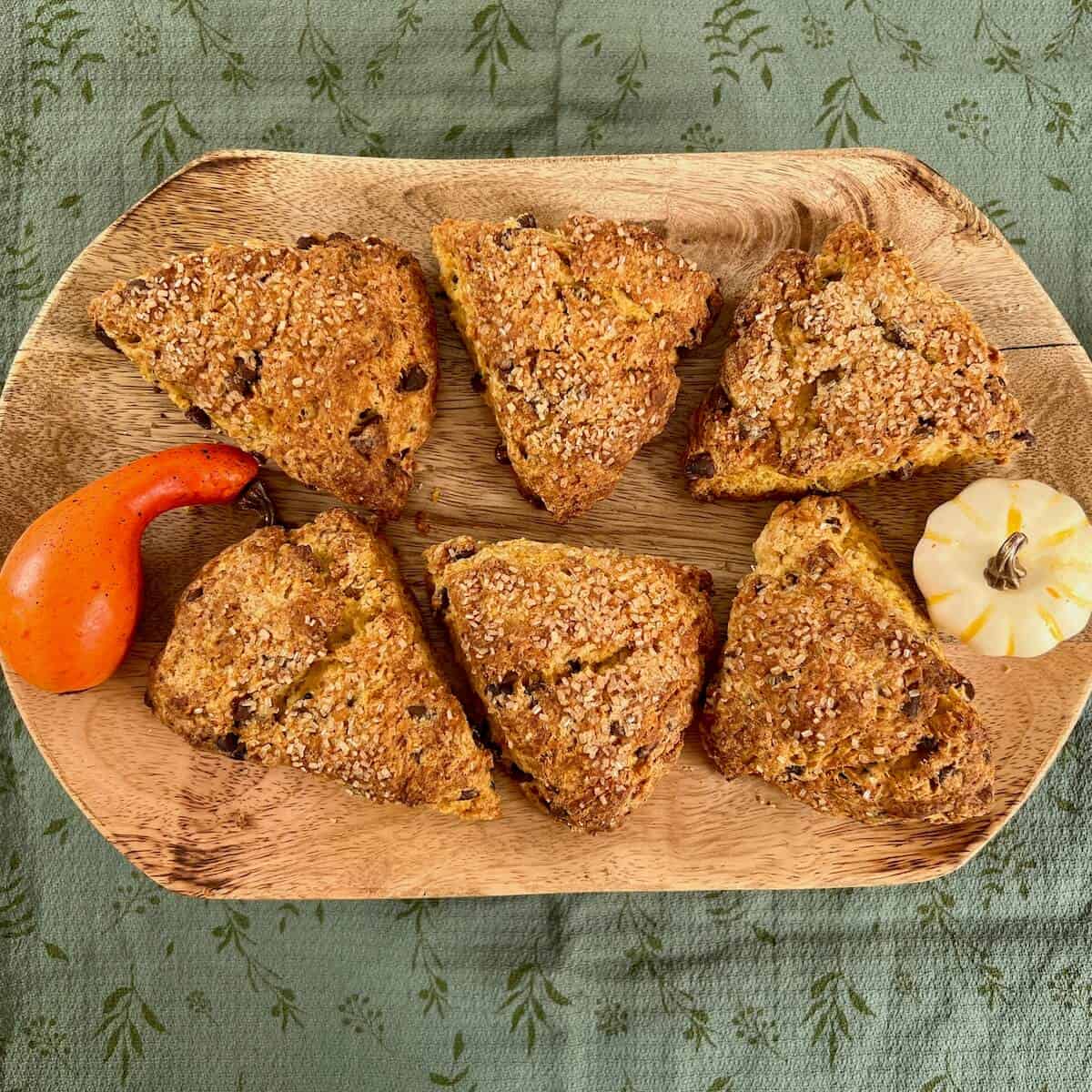 Looking down on six Pumpkin Chocolate Chip Scones on a wooden tray with small gourd decorations on either side.